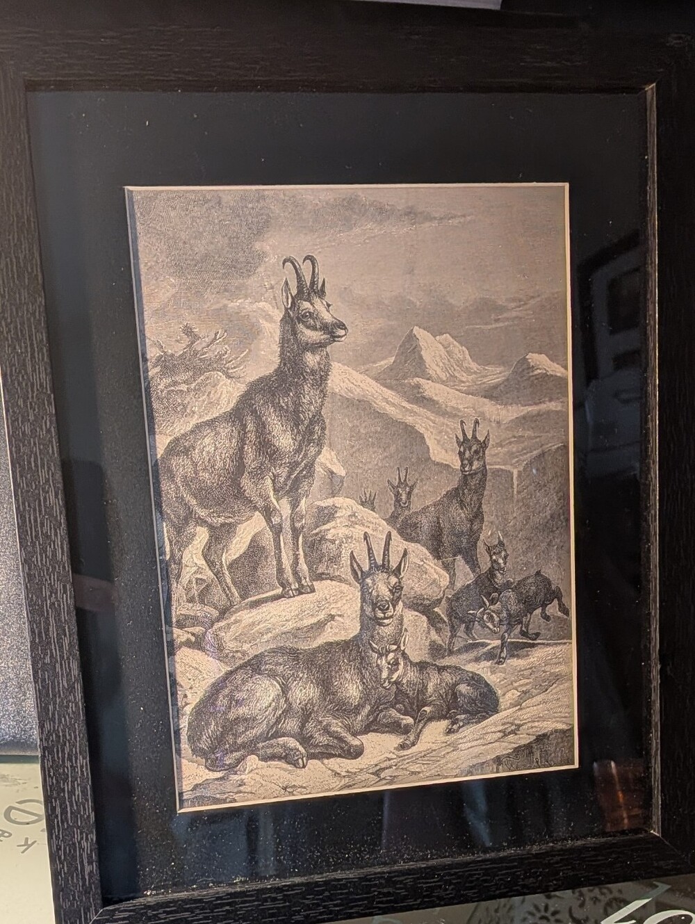 Vintage Antelope Art Print - Stunning 127 Year Old Print From Recycled Book